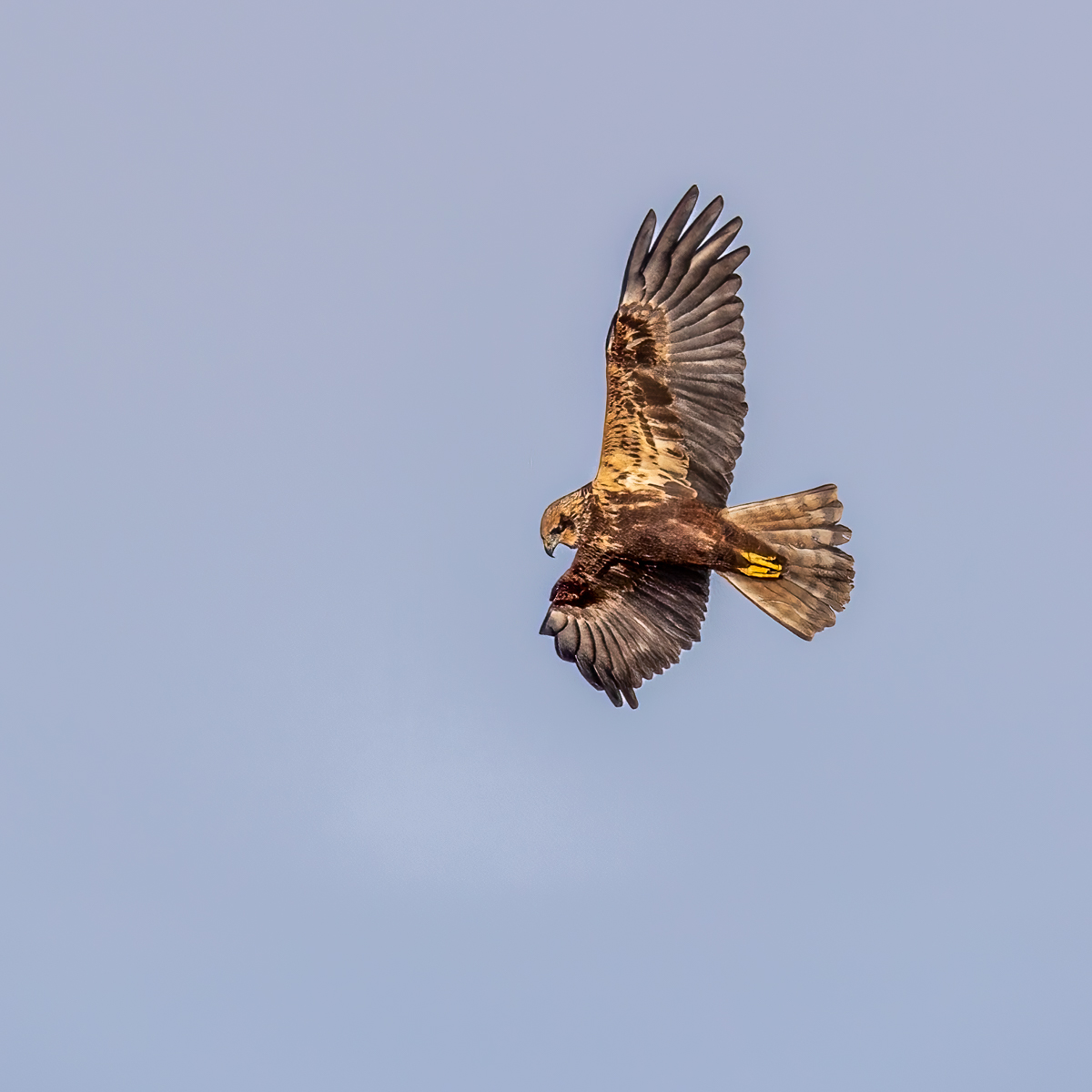 Marsh Harrier By Steve Parrish