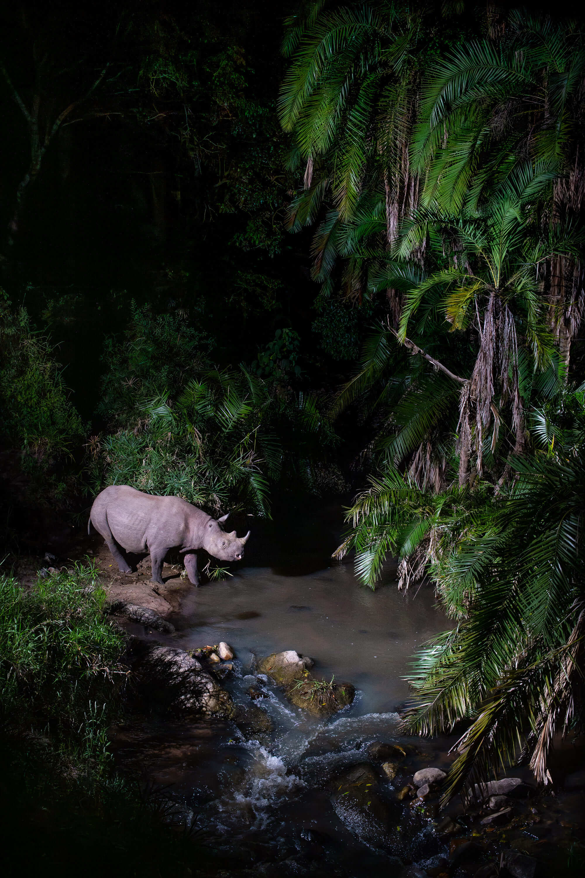2. Rhino1