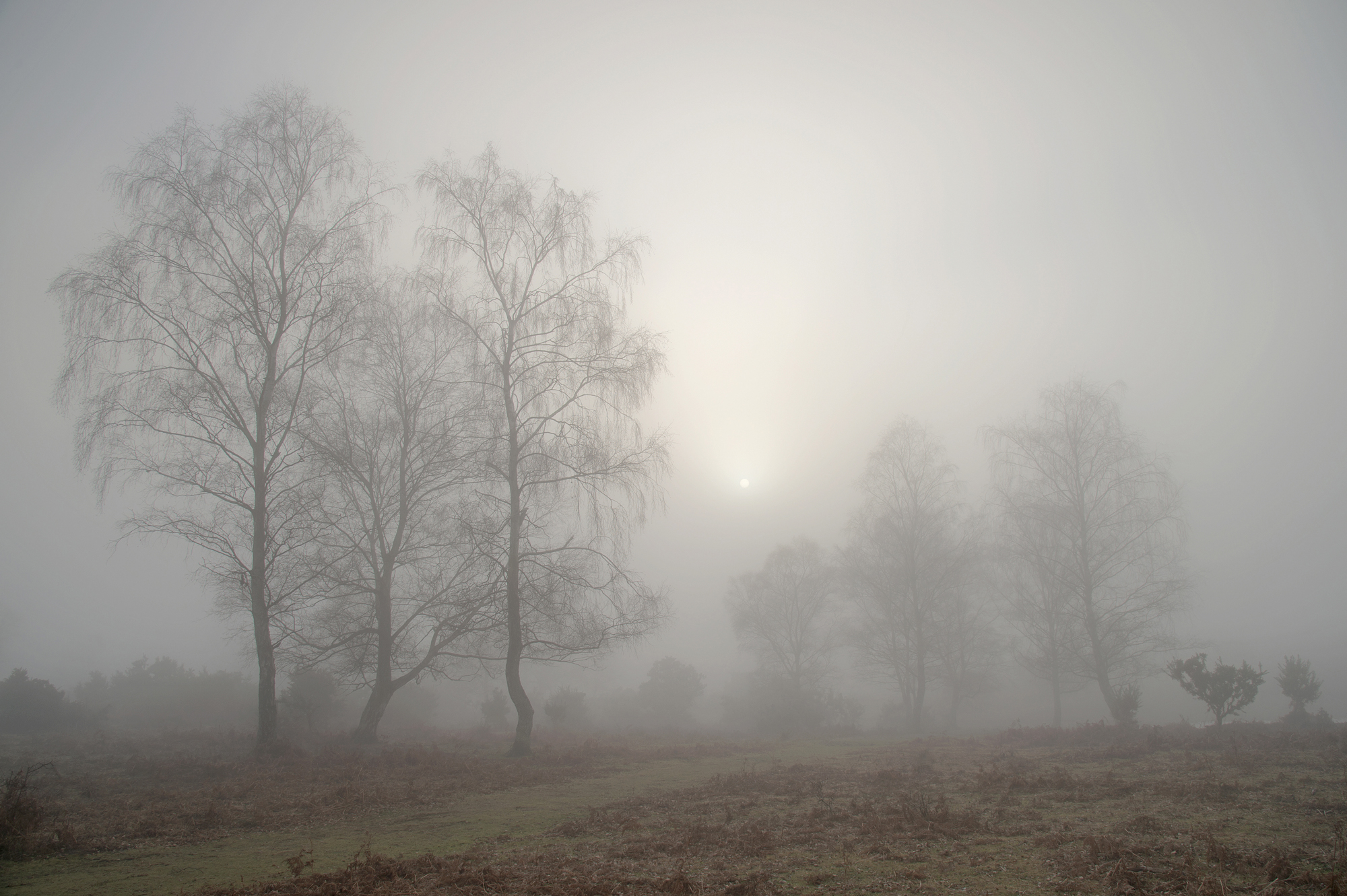 Afternoon Mist, Furzley Common, New Forest By Roger Creber ARPS