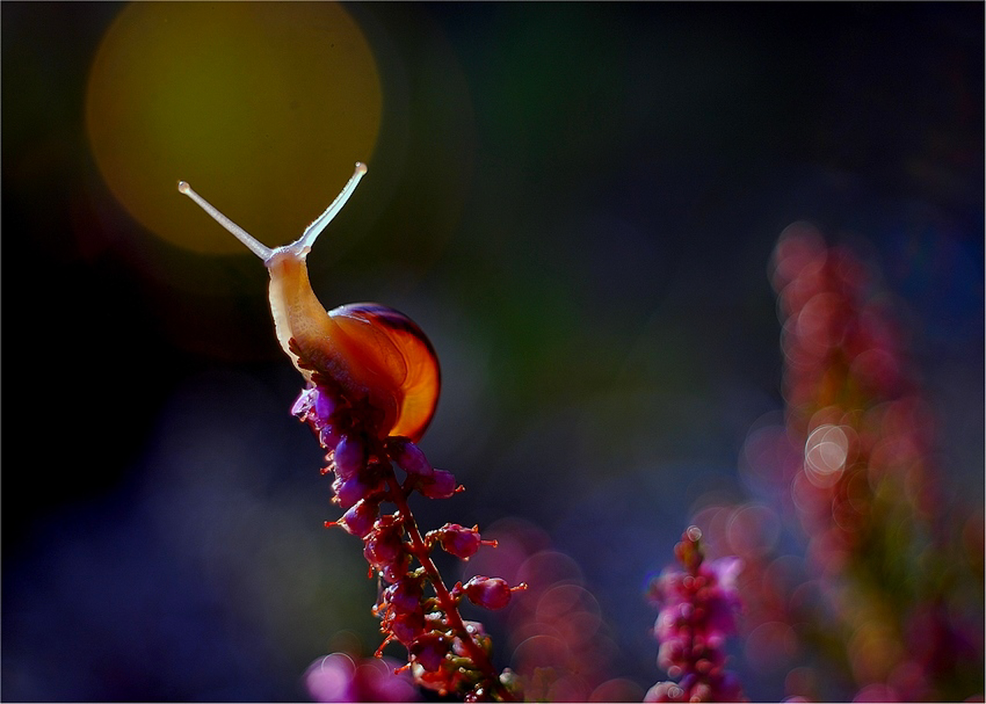 7Th AC FOTO German PSA Best Of Show Gold Medal Best Entrant