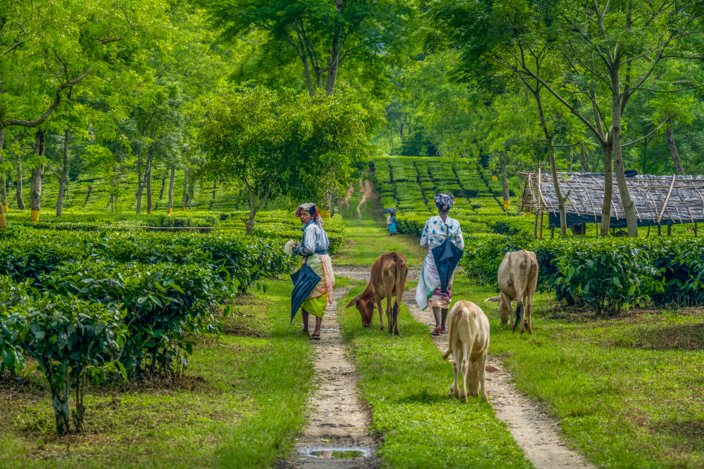 A Moment In The Tea Garden Assam, India by Jo Court