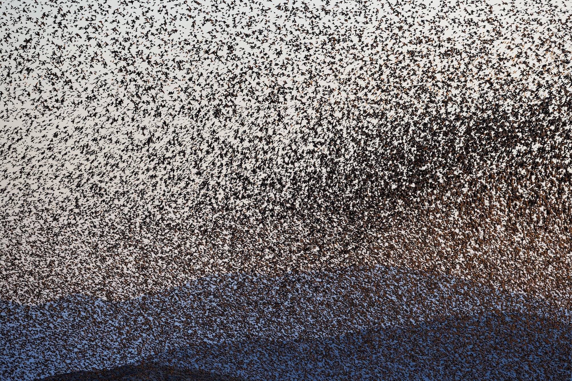 Starling #237, Sardinia, Italy’ By Søren Solkær