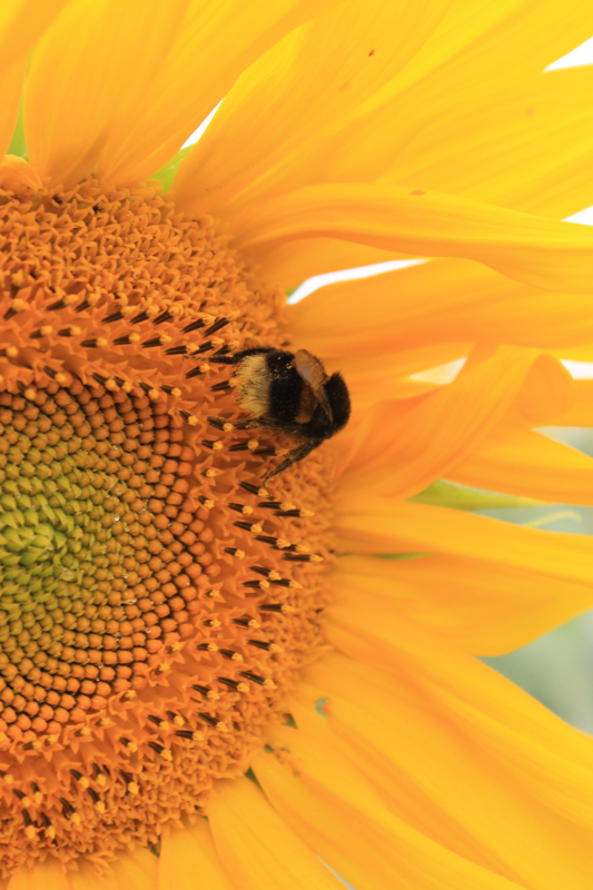 Theo, Downton Primary School