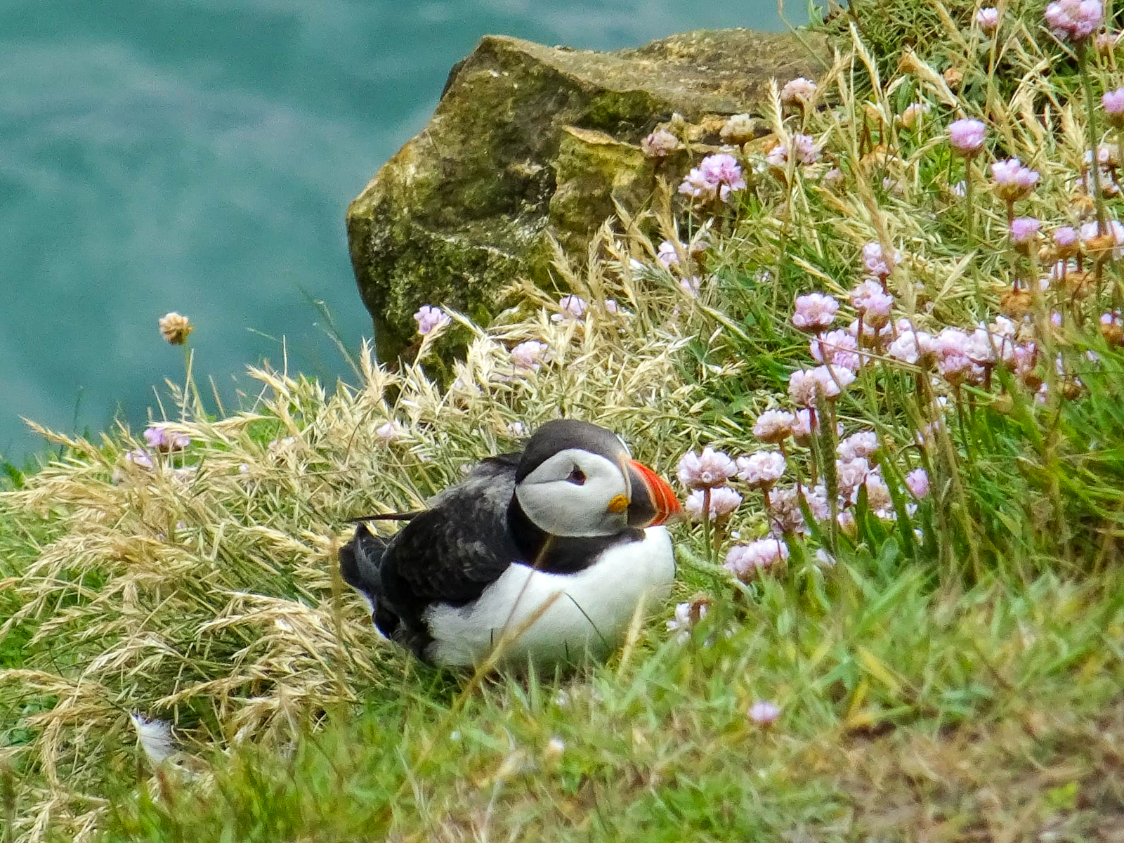 Puffin
