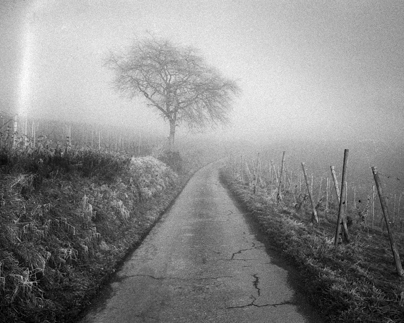 5502212 Christina Osborne A Misty Day In The Vinyard