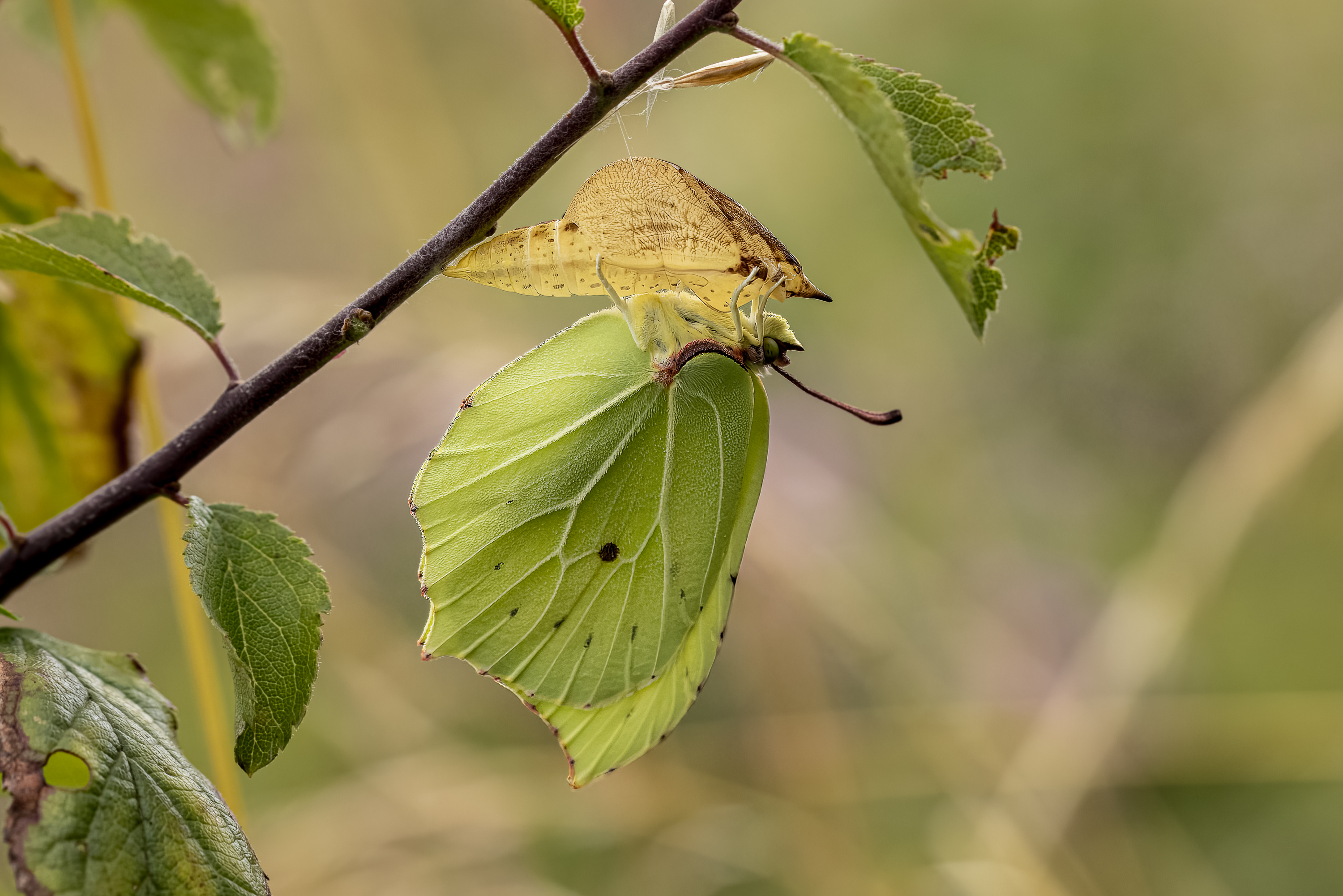 Newly Emerged Brimstone By Dave Mackay