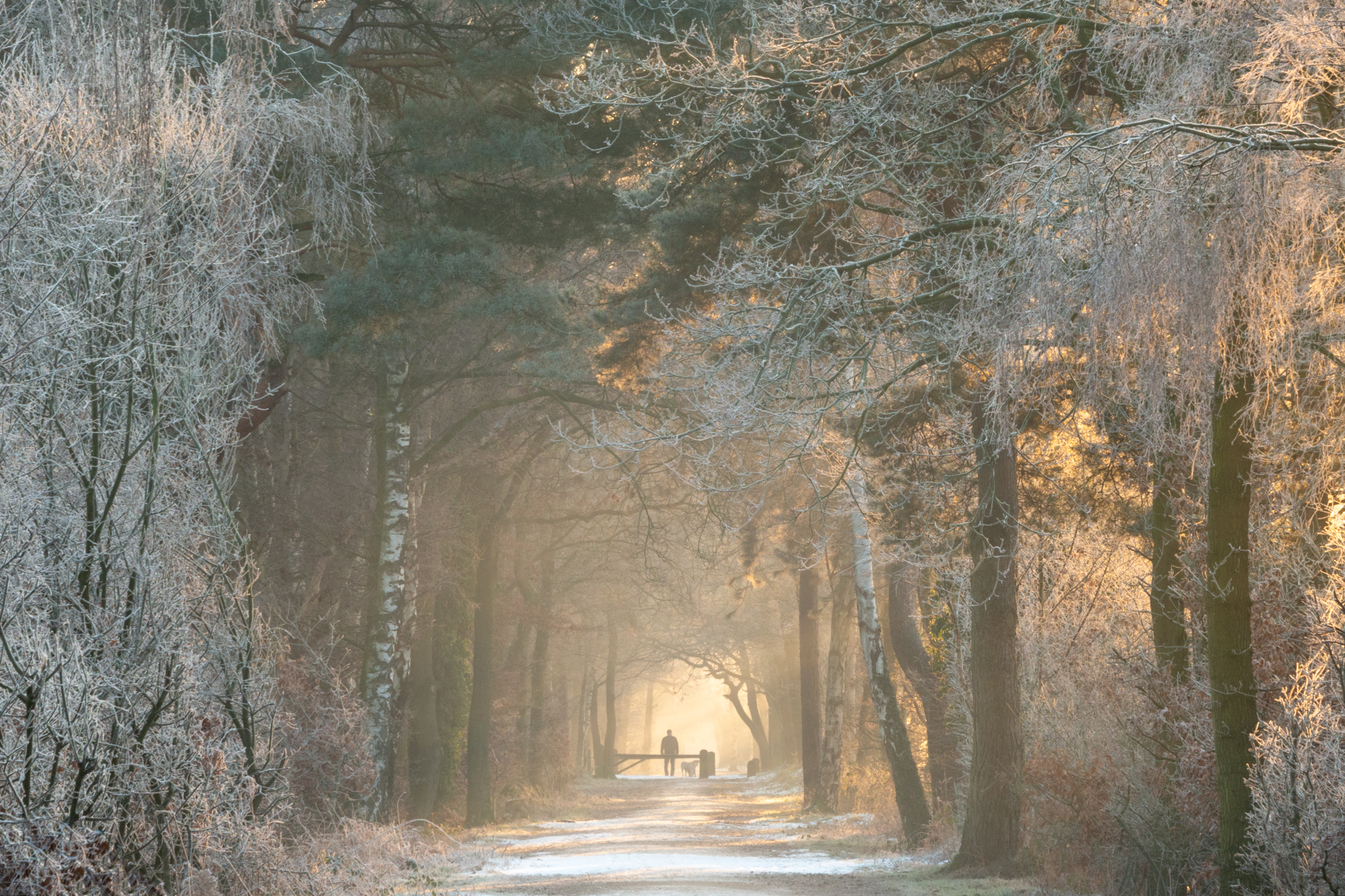 Frosty dog walking on Whitegate Way by Mike Lloyd