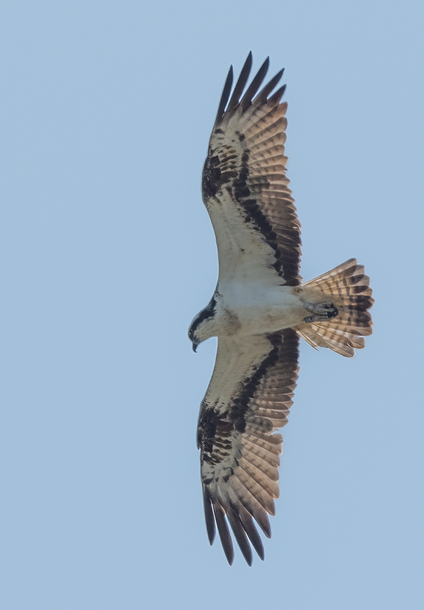 Osprey Copy