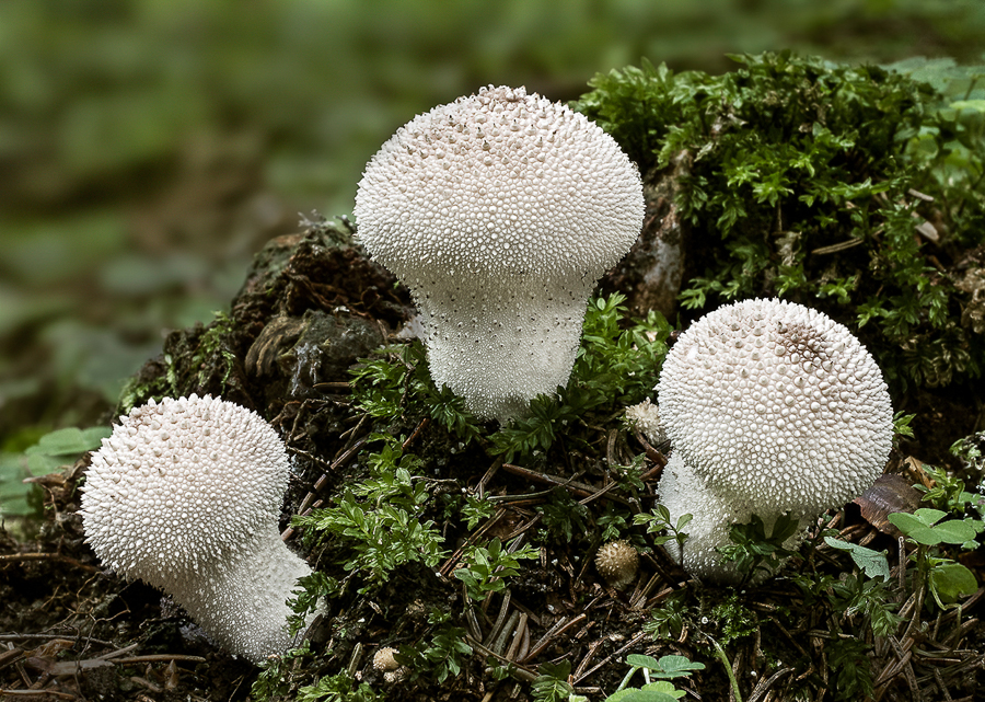 10 Lycoperdon Perlatum Common Puffball