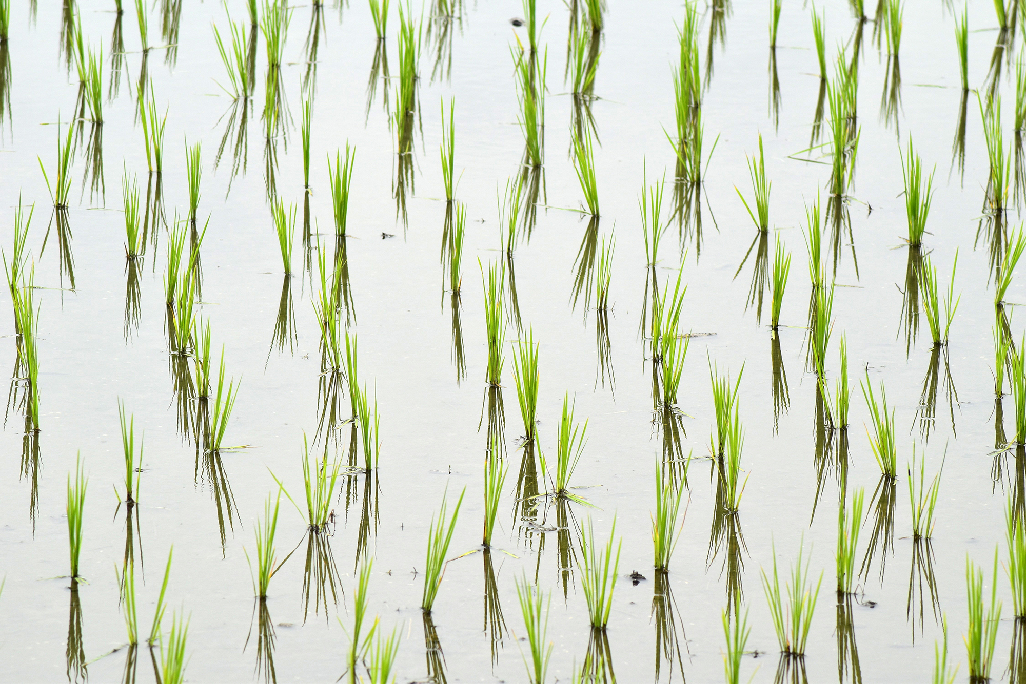 Element Of Civilisation By Ananda Theerhan