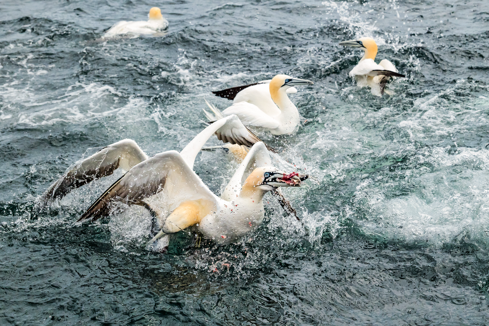 Gannet Frenzy Sally Anderson