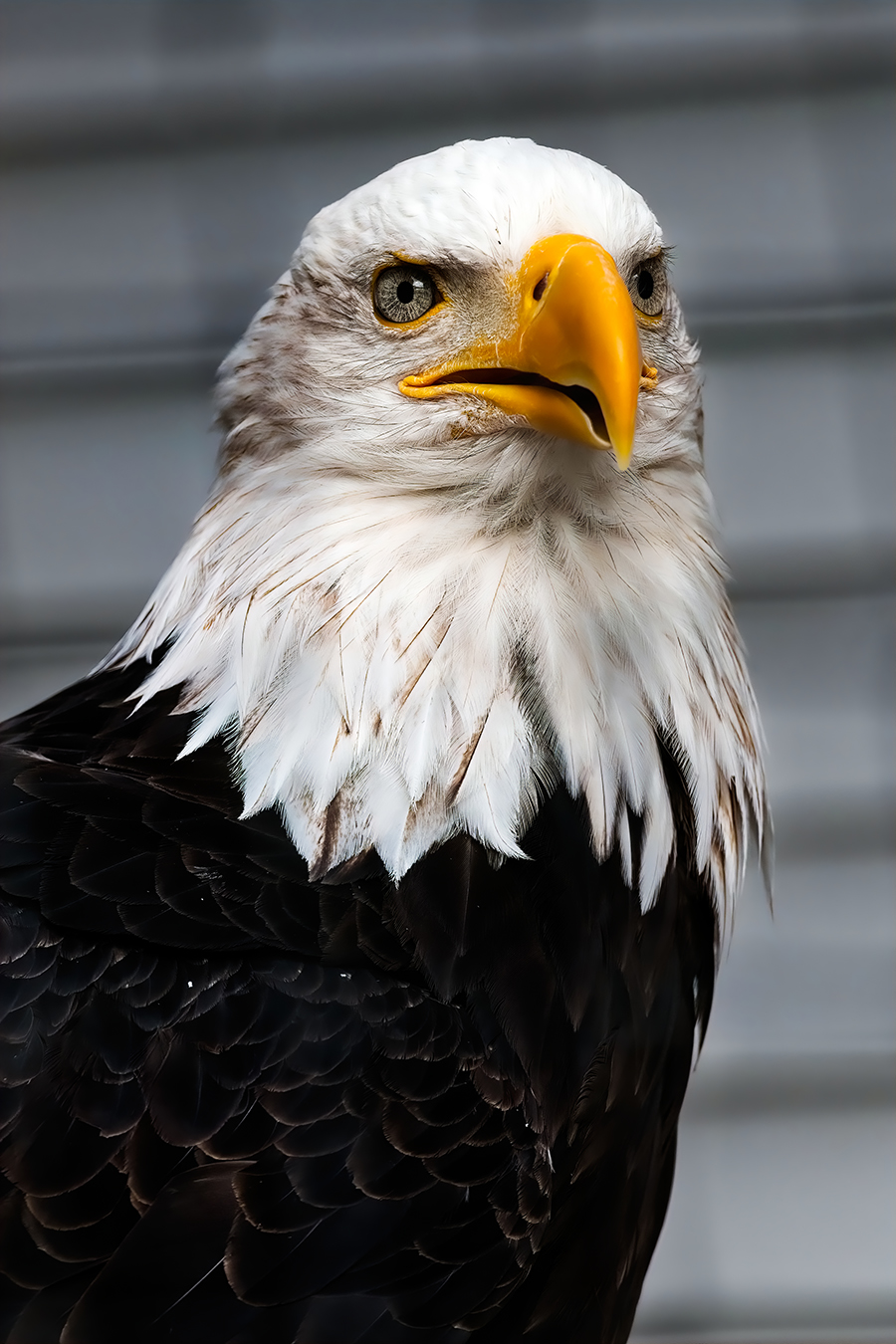 Majestic By Caroline Ludford LRPS (new Zealand) 