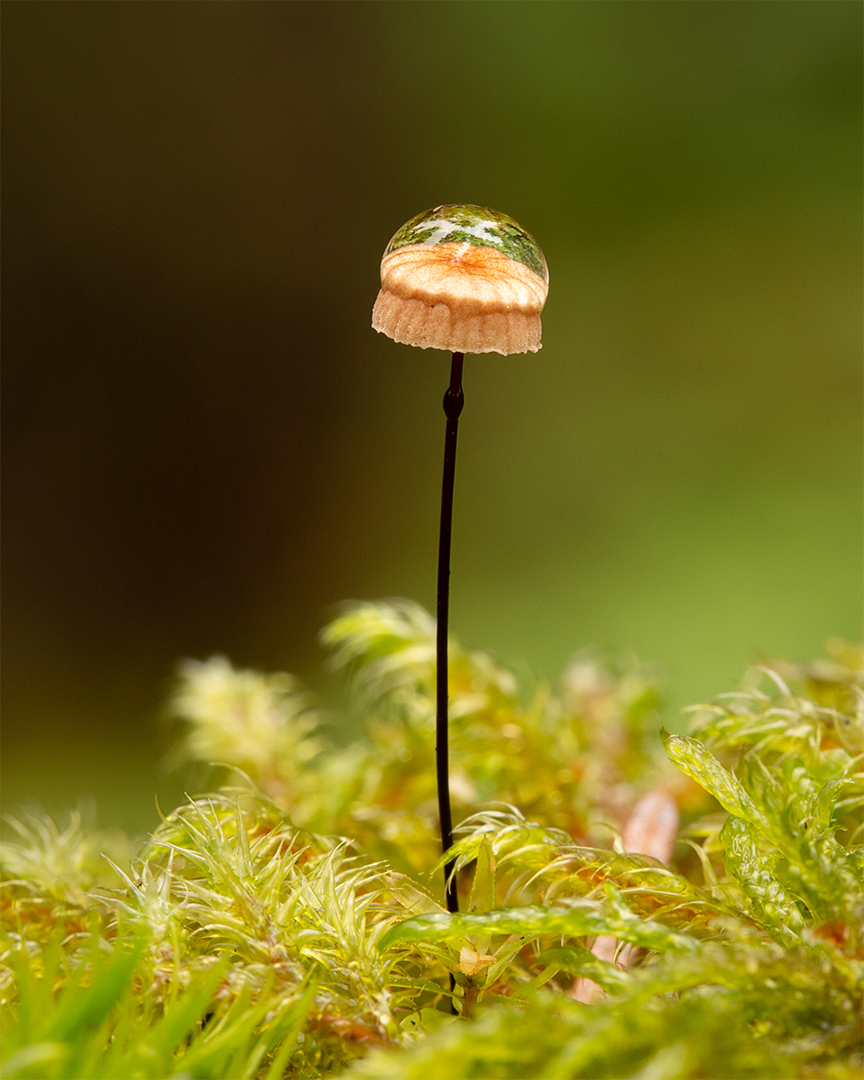 Horsehair Parachute