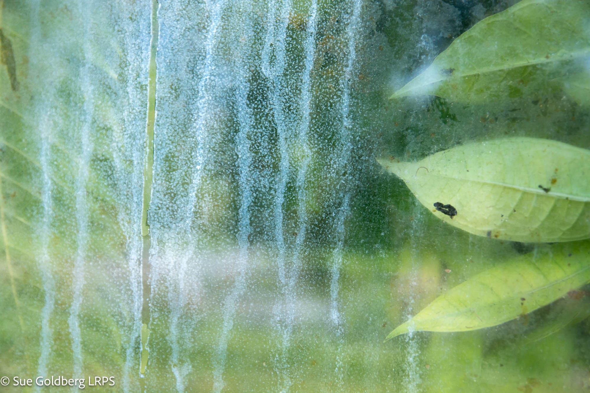 NL Sue Goldberg LRPS 02 Water Leaves