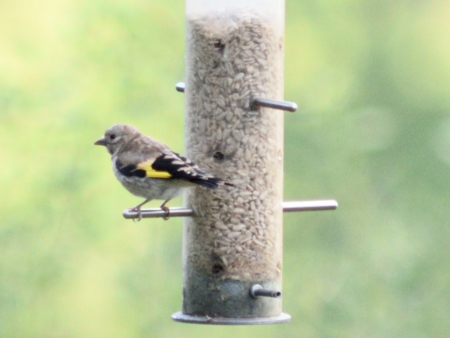 Young Goldfinch