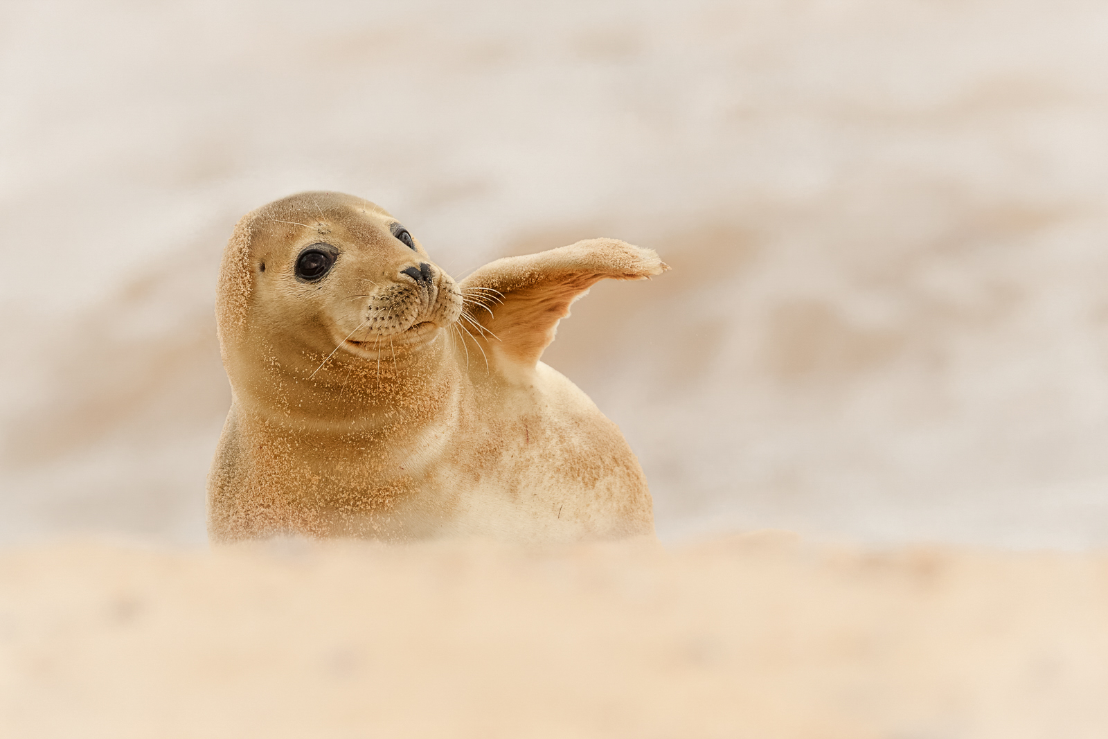 1 Seal Pup