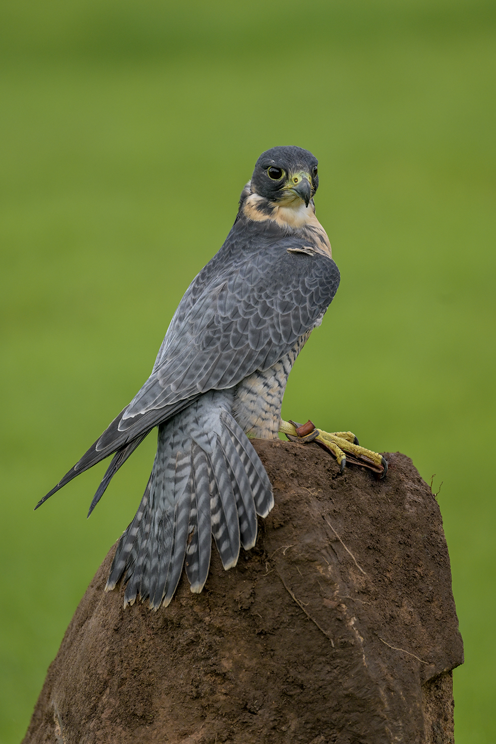 Neil Gallacher Sparrowhawk