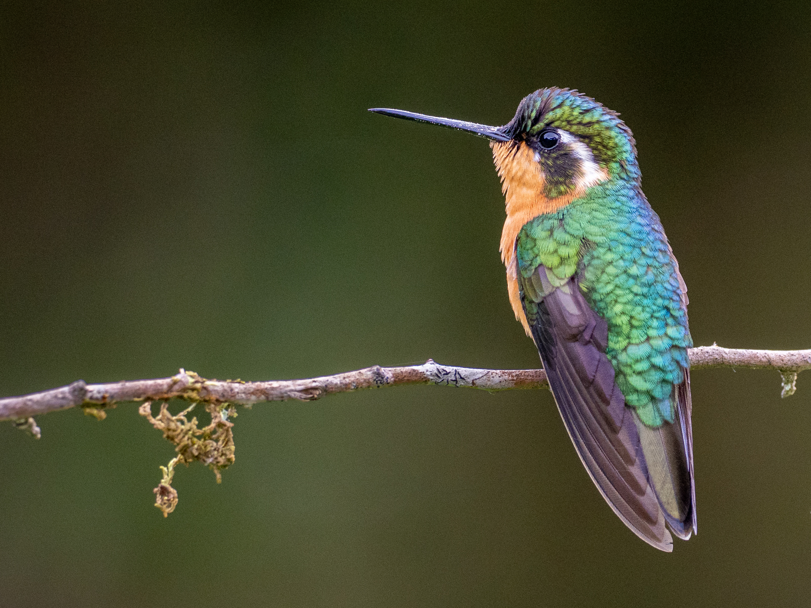 Kingfisher by Lin Wyles ARPS