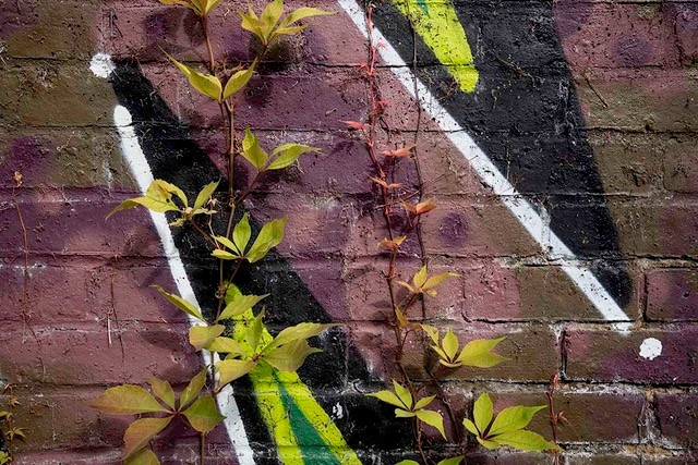 Graffiti and leaves