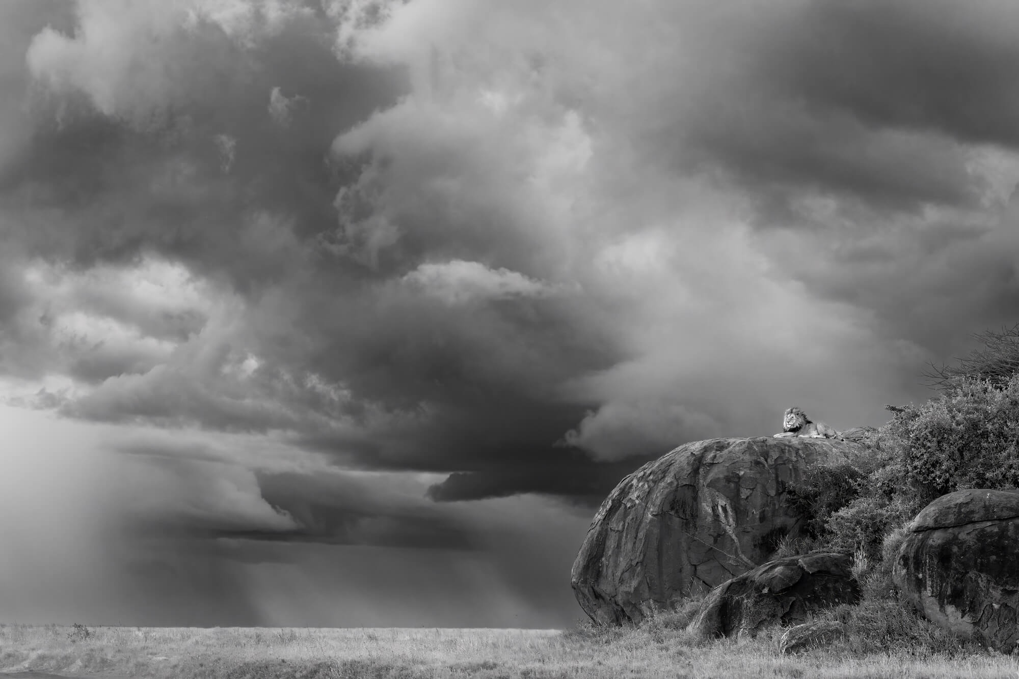 Alexandra Wood Call Of The Kopjes