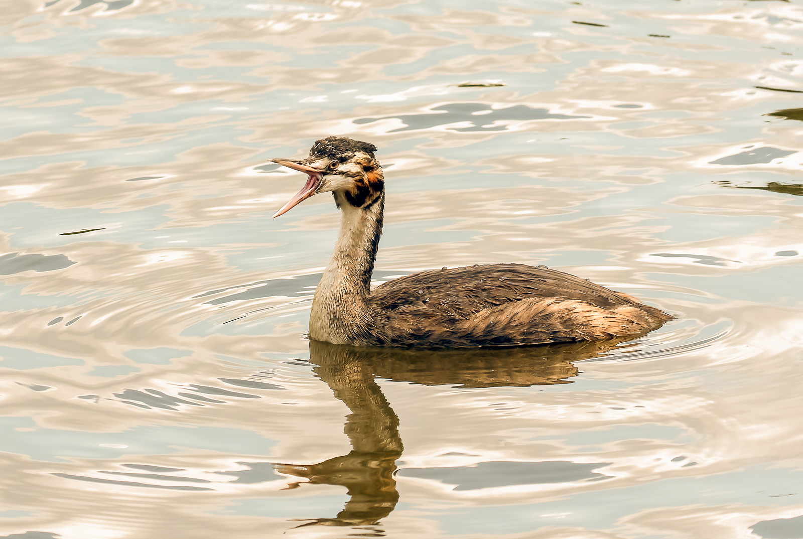 15 Grebes Juvenile Chick