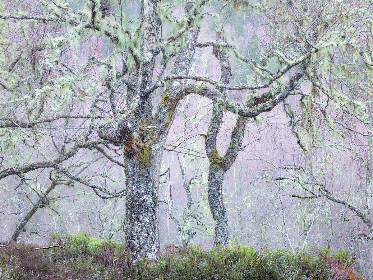 Glenaffricbirchwoodsrain