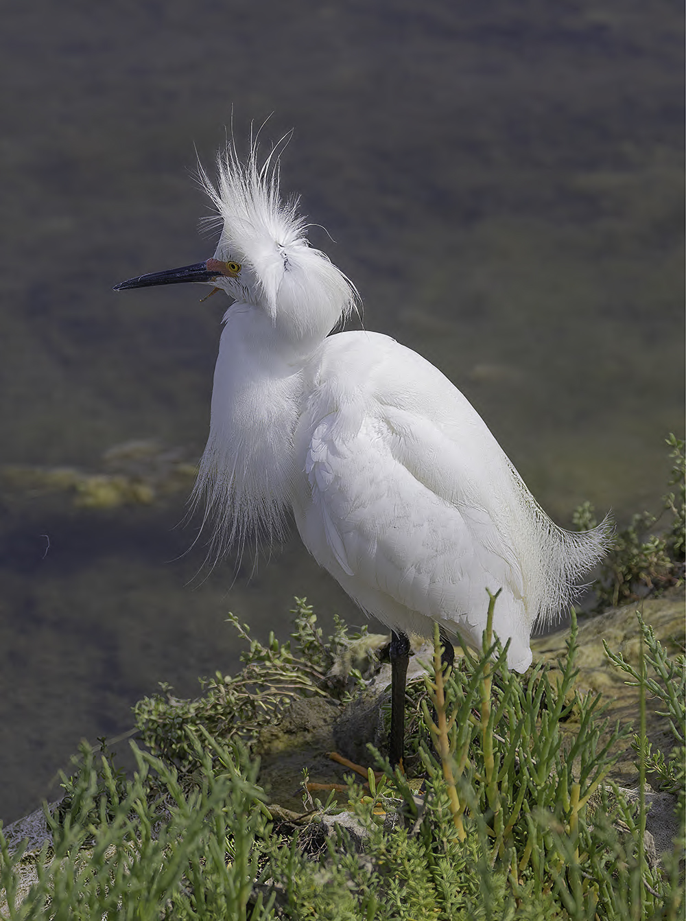 Bad Hair Day In California by Malcolm Blackburn