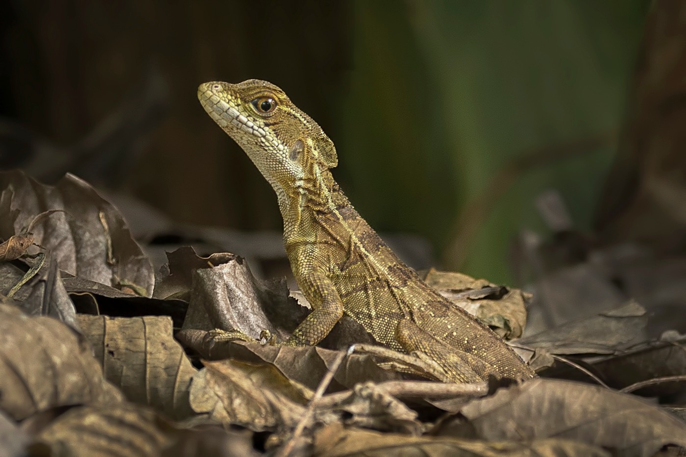 14. Common Basilisk