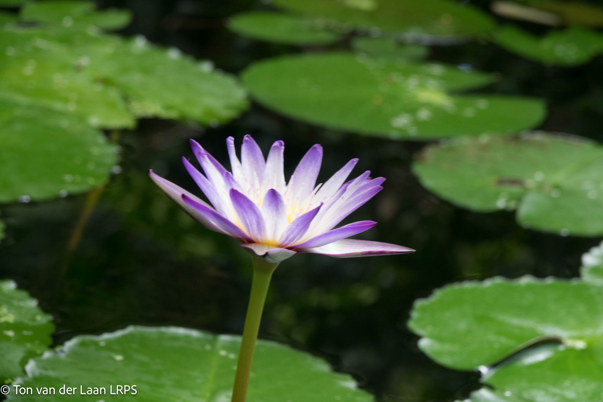 NL Ton Van Der Laan LRPS 03 Water Lilly