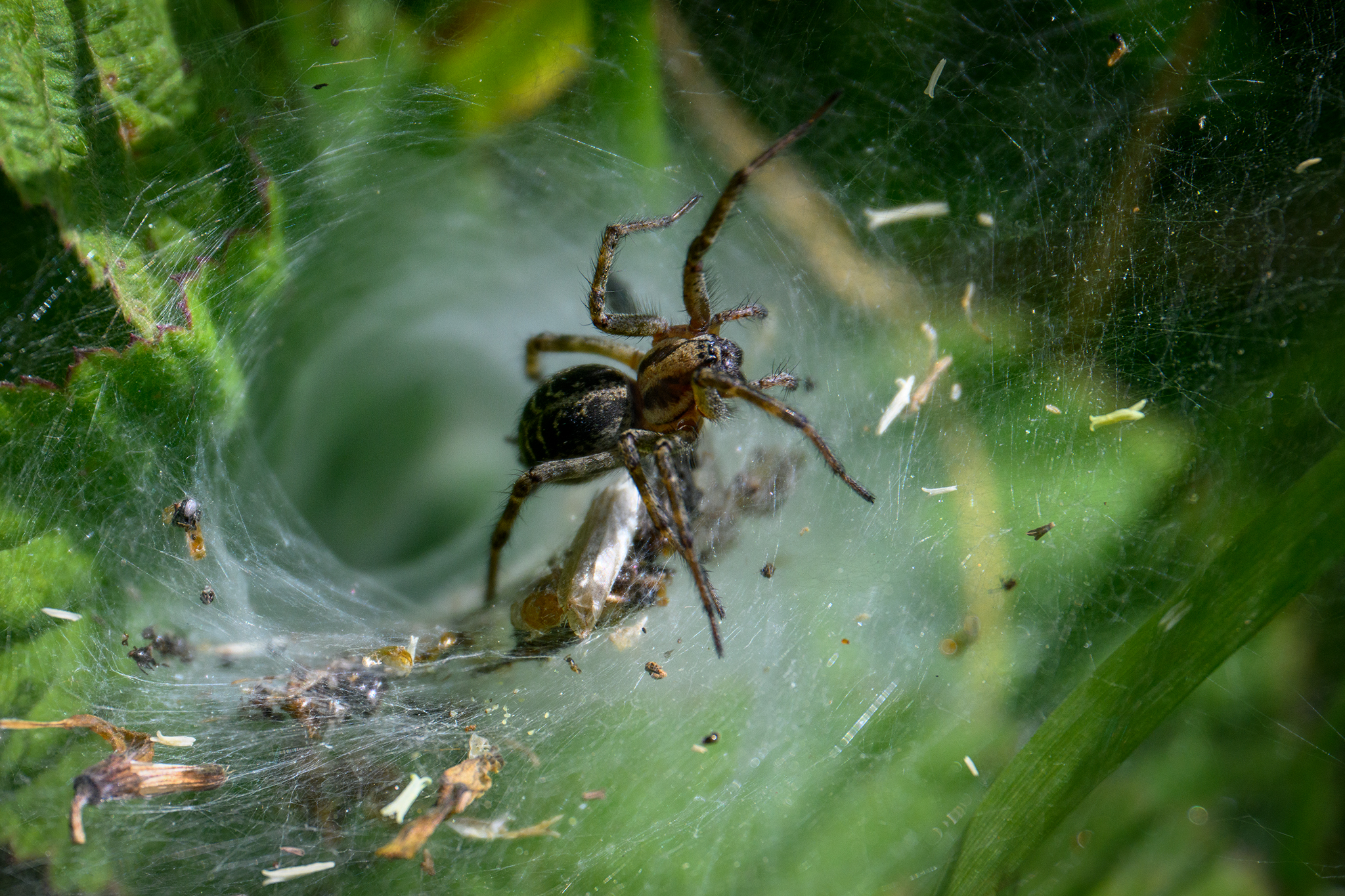 3 Funnel Spider By John Kirkelionis