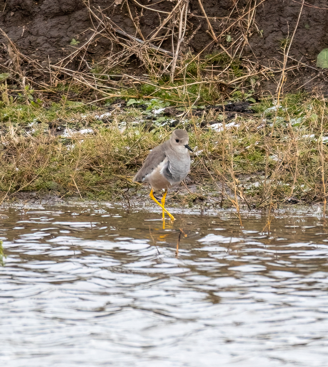 White Tailed Lapwing By Steve Parrish
