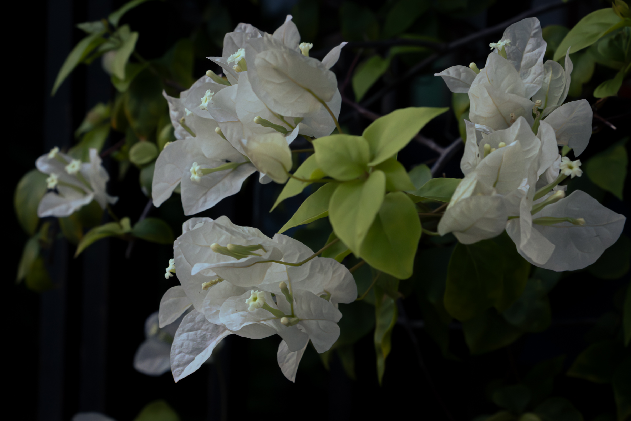 6713605 Kamsin Kaneko The Earth Laughs In Flowers