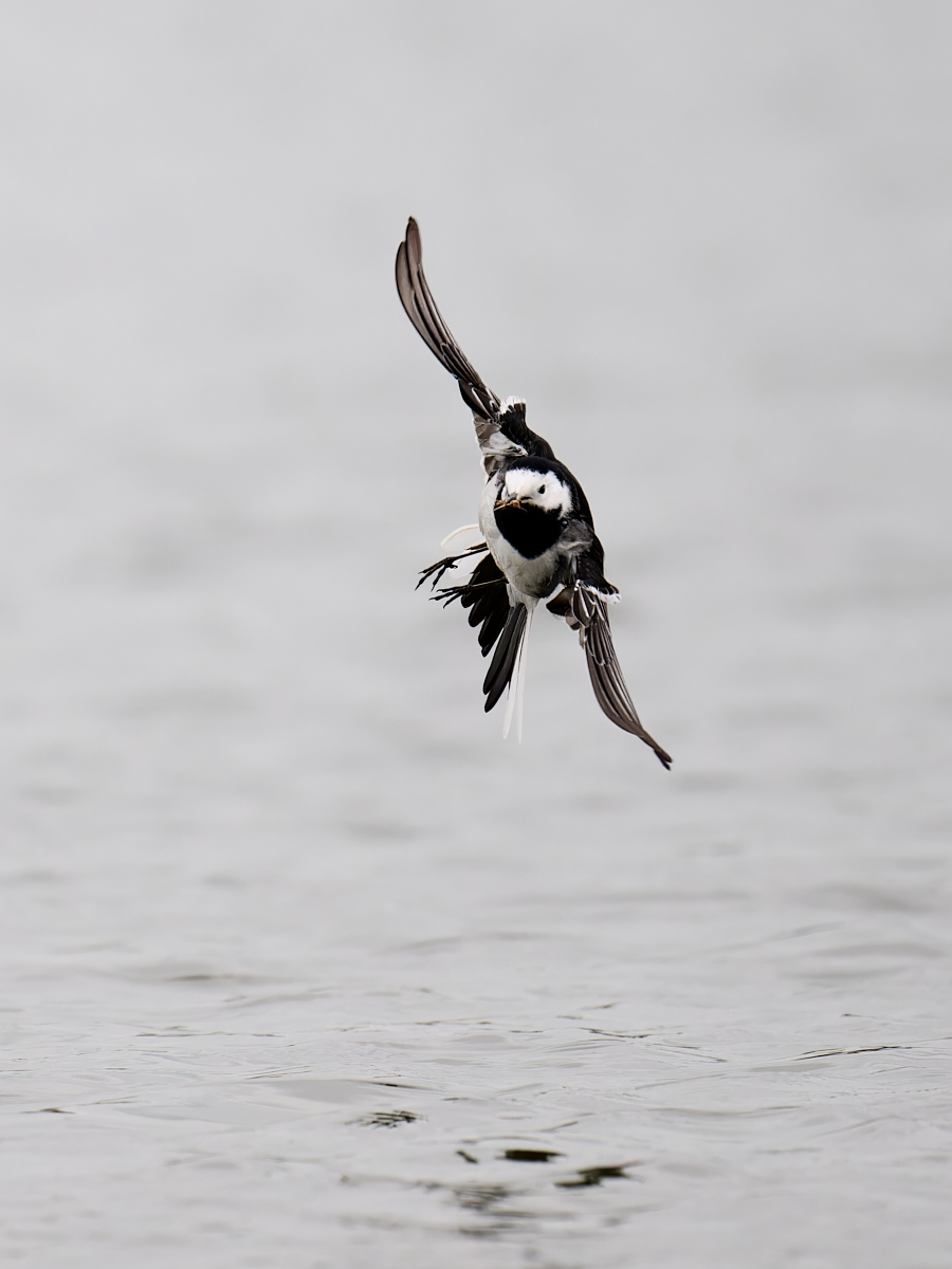 Greg Slimbridge Wtail (M) Flight