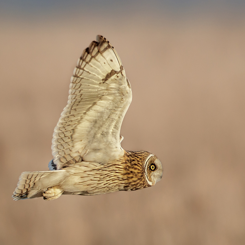 Square Short Eared Owl Eye