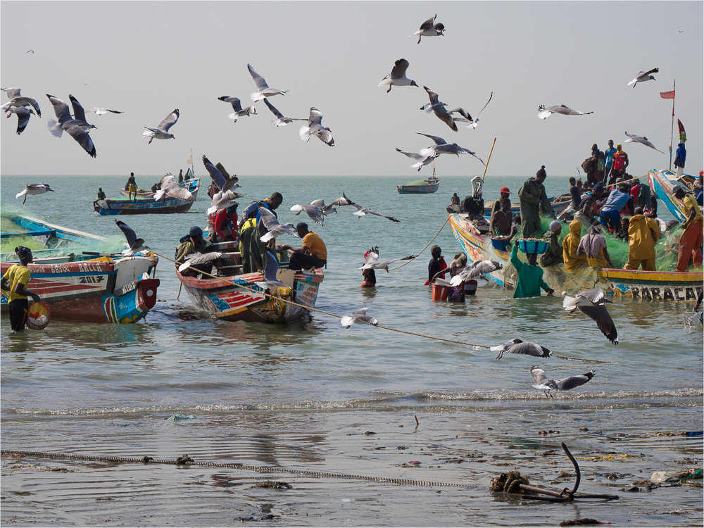 Bringing In The Catch, by Sue Lambert