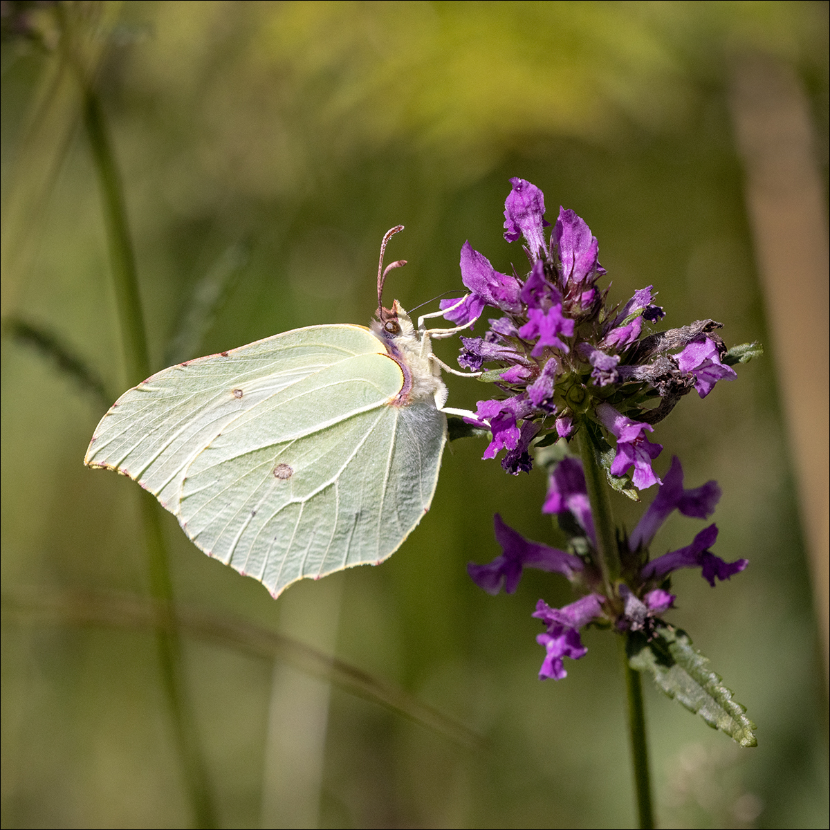 Brimstone By Duncan Locke ARPS