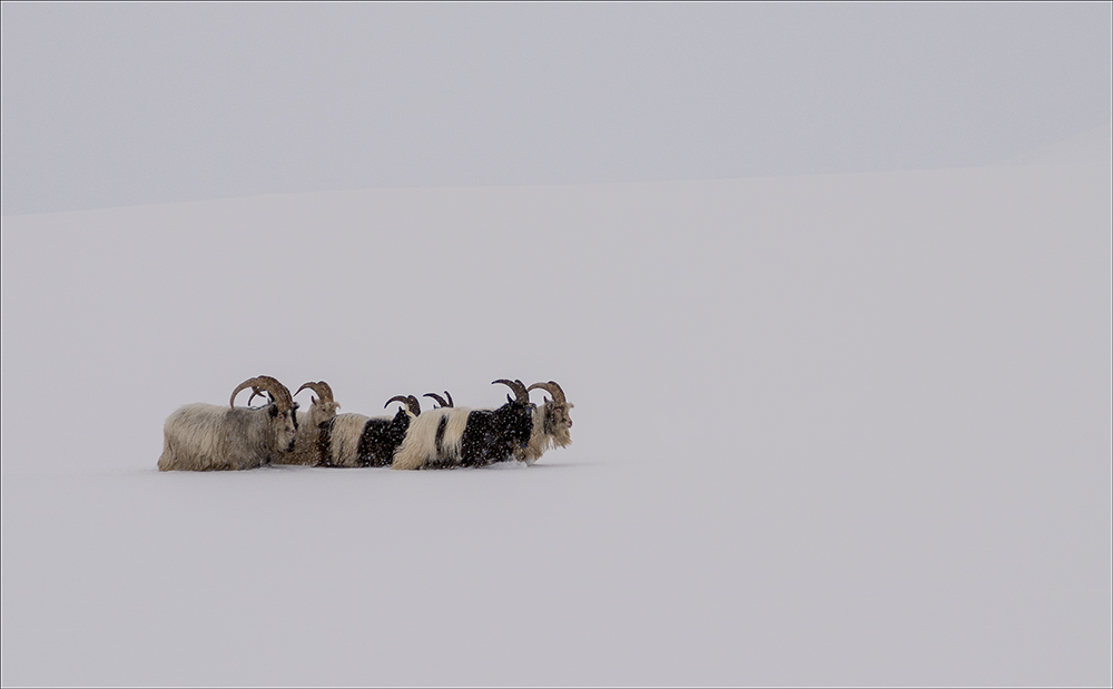 Icelandic Goats Near Modrudalur by Margaret Ann Hocking