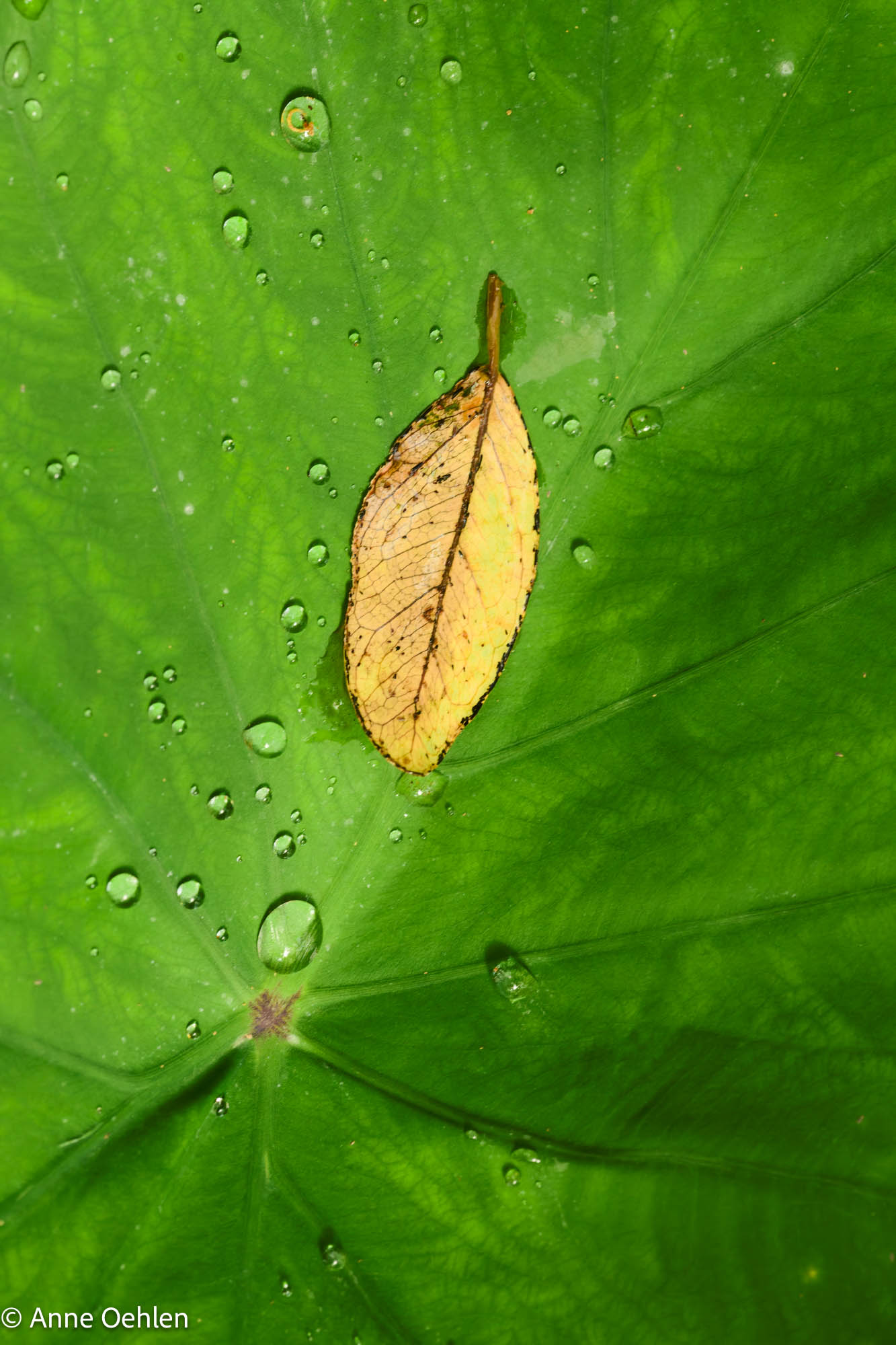 NL Anne Oehlen 02 Utrecht Botanical Gardens