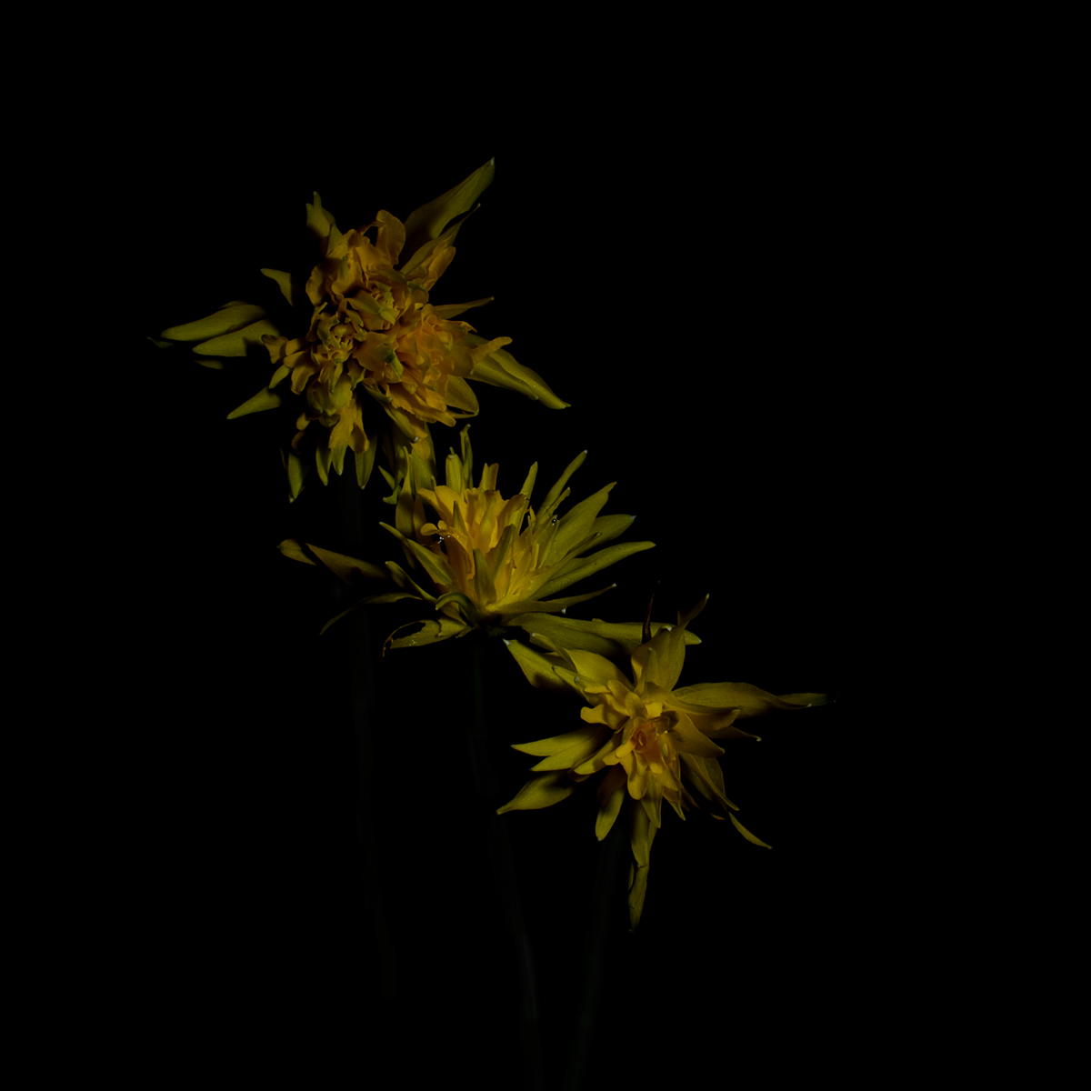 Three Yellow Dafodils