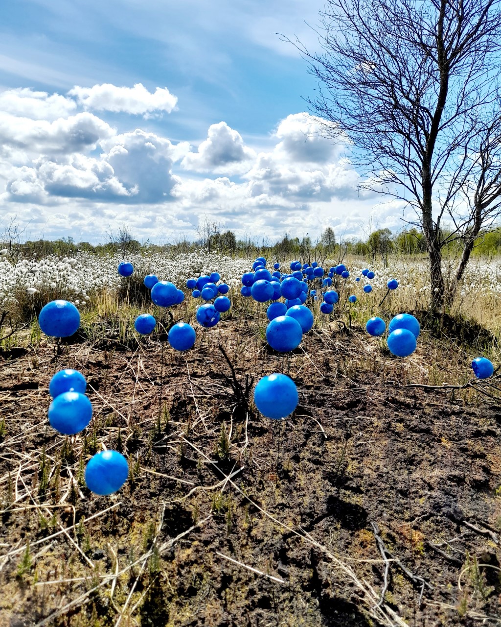 5577863 Rosalind Lowry Blue Eyed Grass