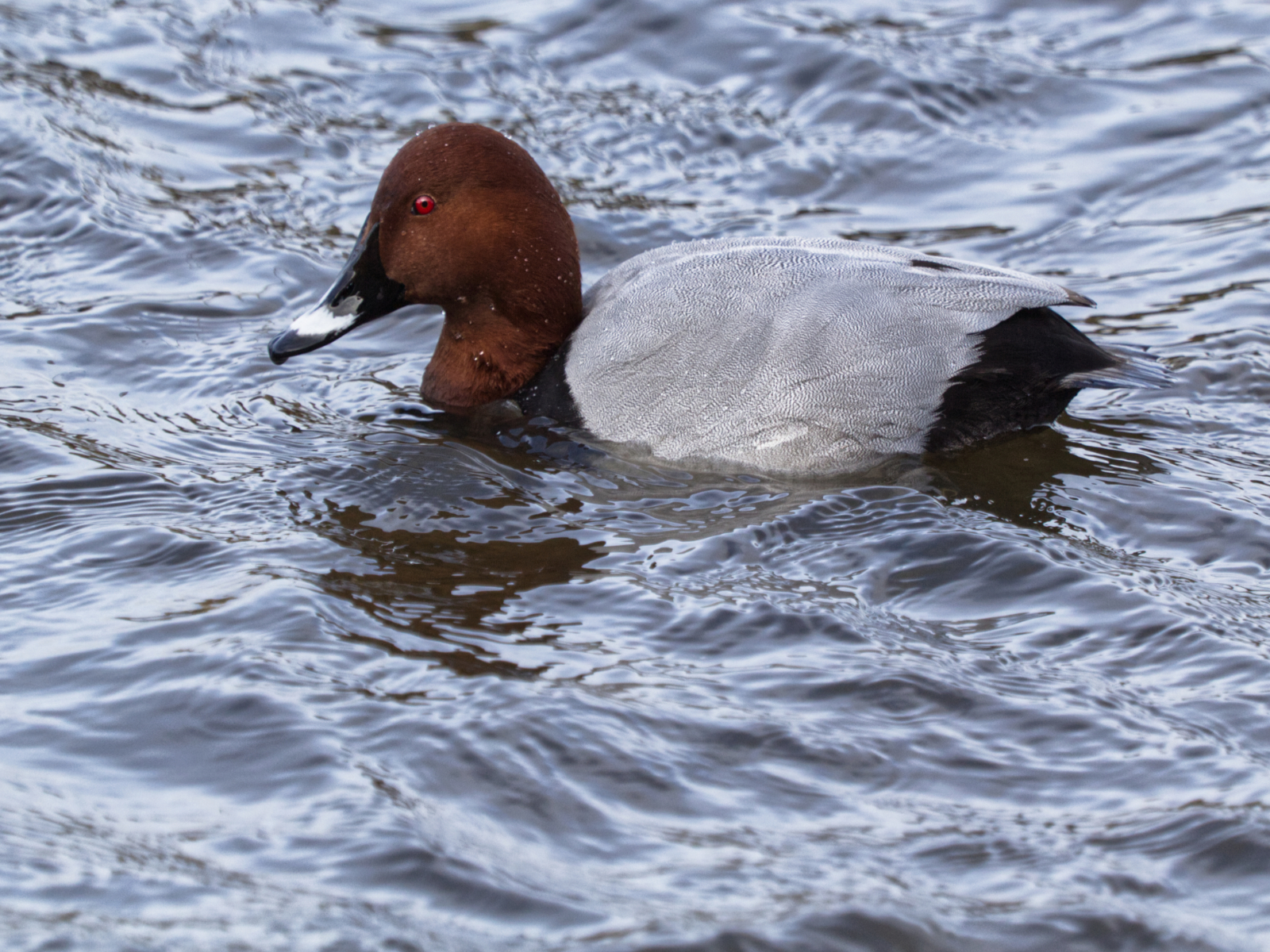 Pochard By Jane Osborne