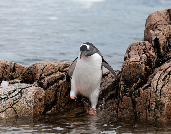 Paddling Penguin