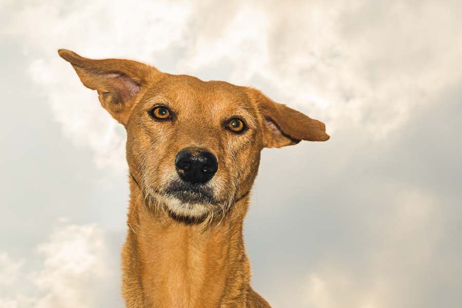 Savanna In The Sky By Sylvie Domergue (Madagascar)