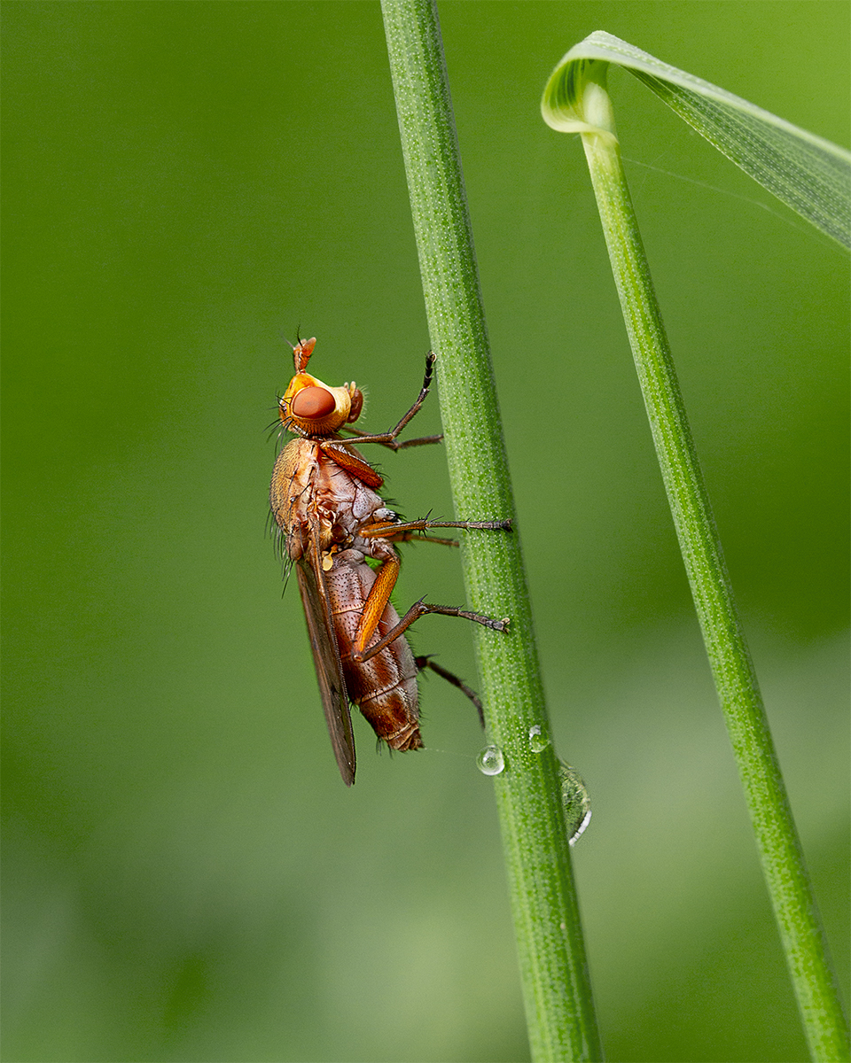 Snail Killing Fly