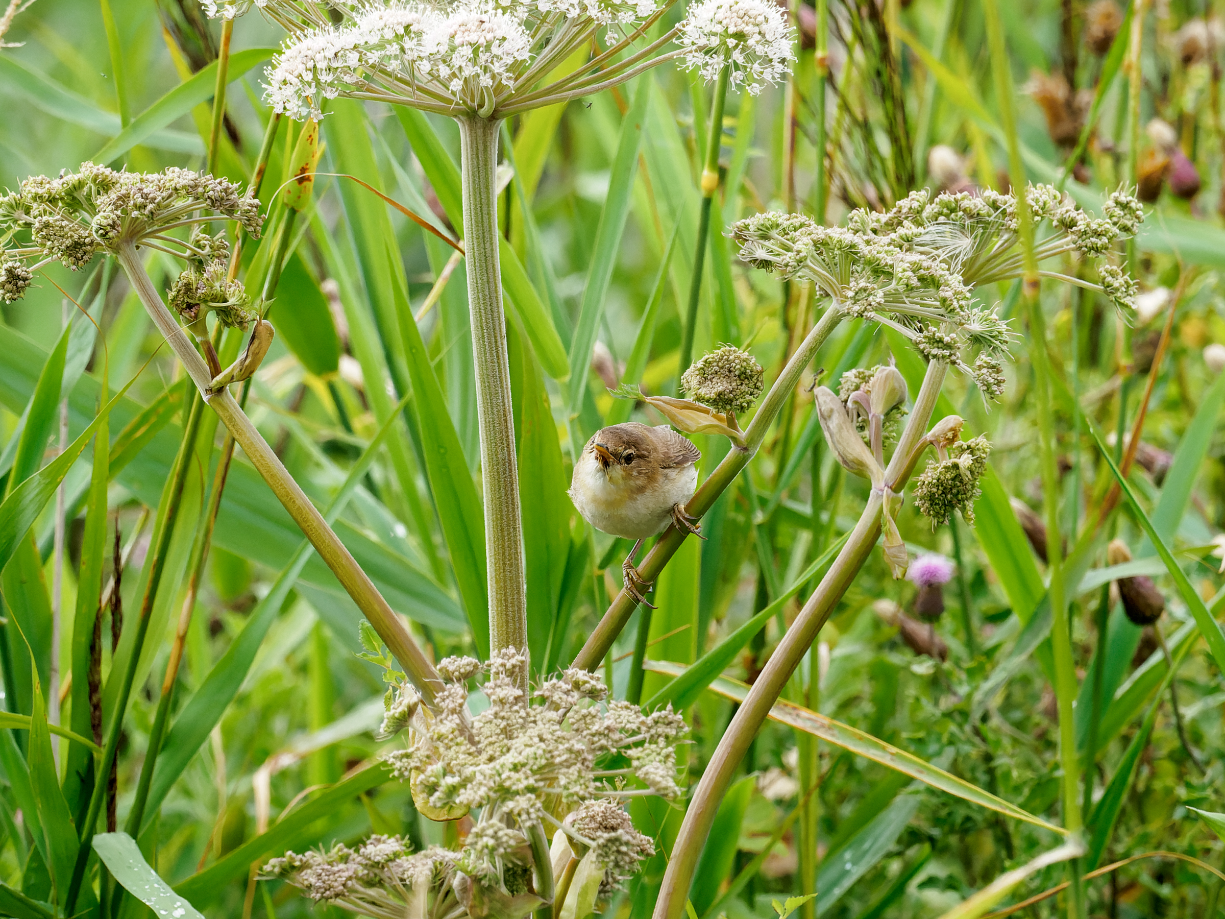 Mark Gillett Welney 3