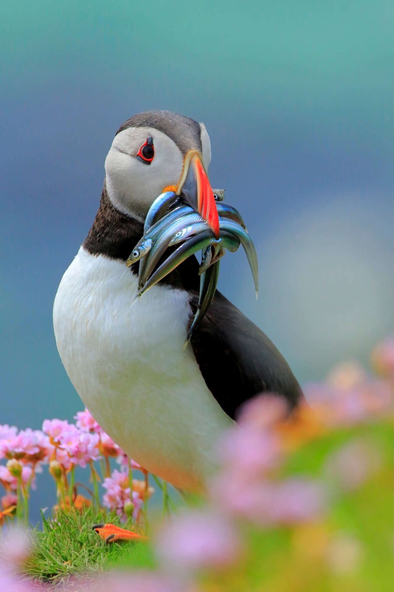 'Puffin' By Andres Luis Domínguez Blanco