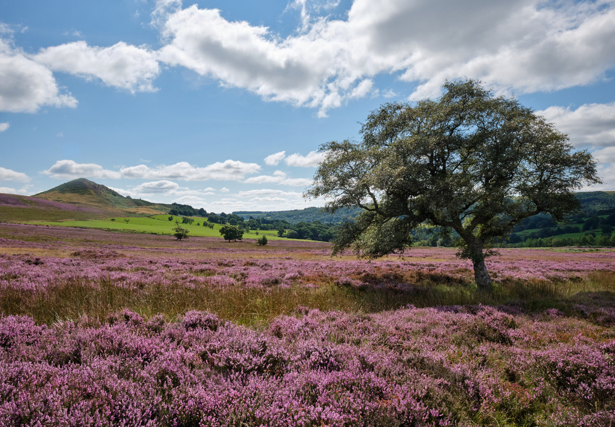 Yorkshire Heather By Janice Burton LRPS