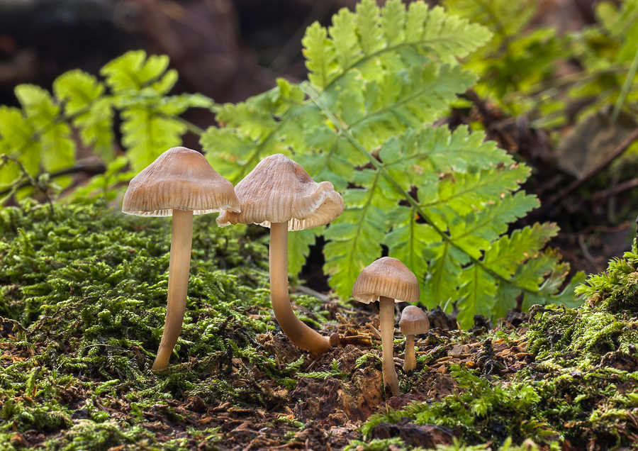 07 Mycena Polygramma Grooved Bonnet