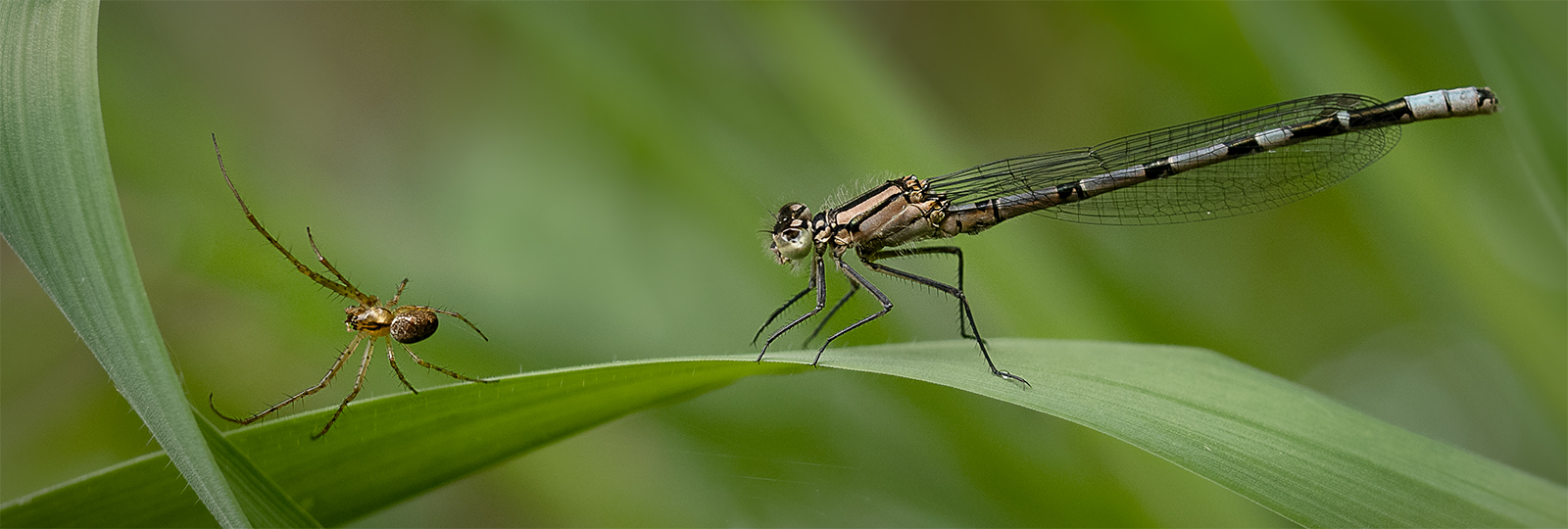 Damselfly & Spider