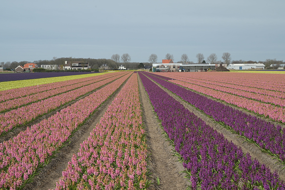 Colors Of March, Lisse, Amsterdam, Nederland by Sanjoy Sengupta
